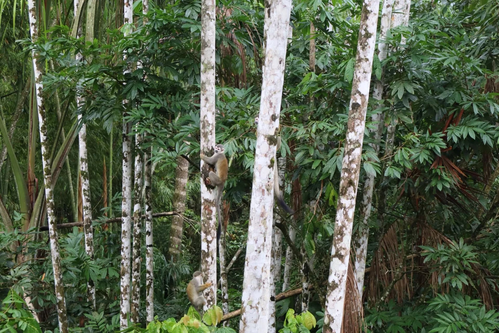 4 Day Yasuní Amazon Jungle Tour, Ecuador