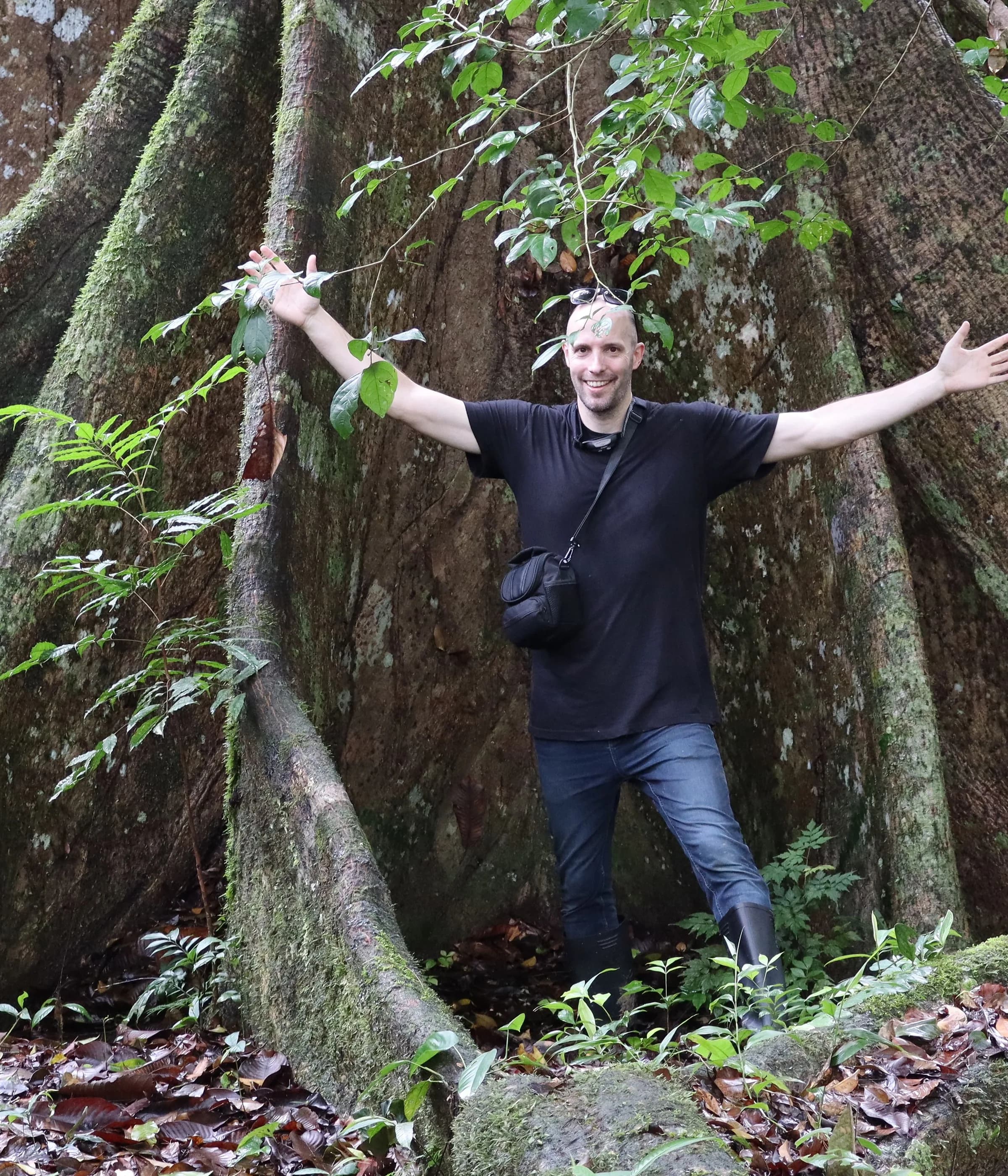 Giant tree in the Ecuadorian Amazon rainforest