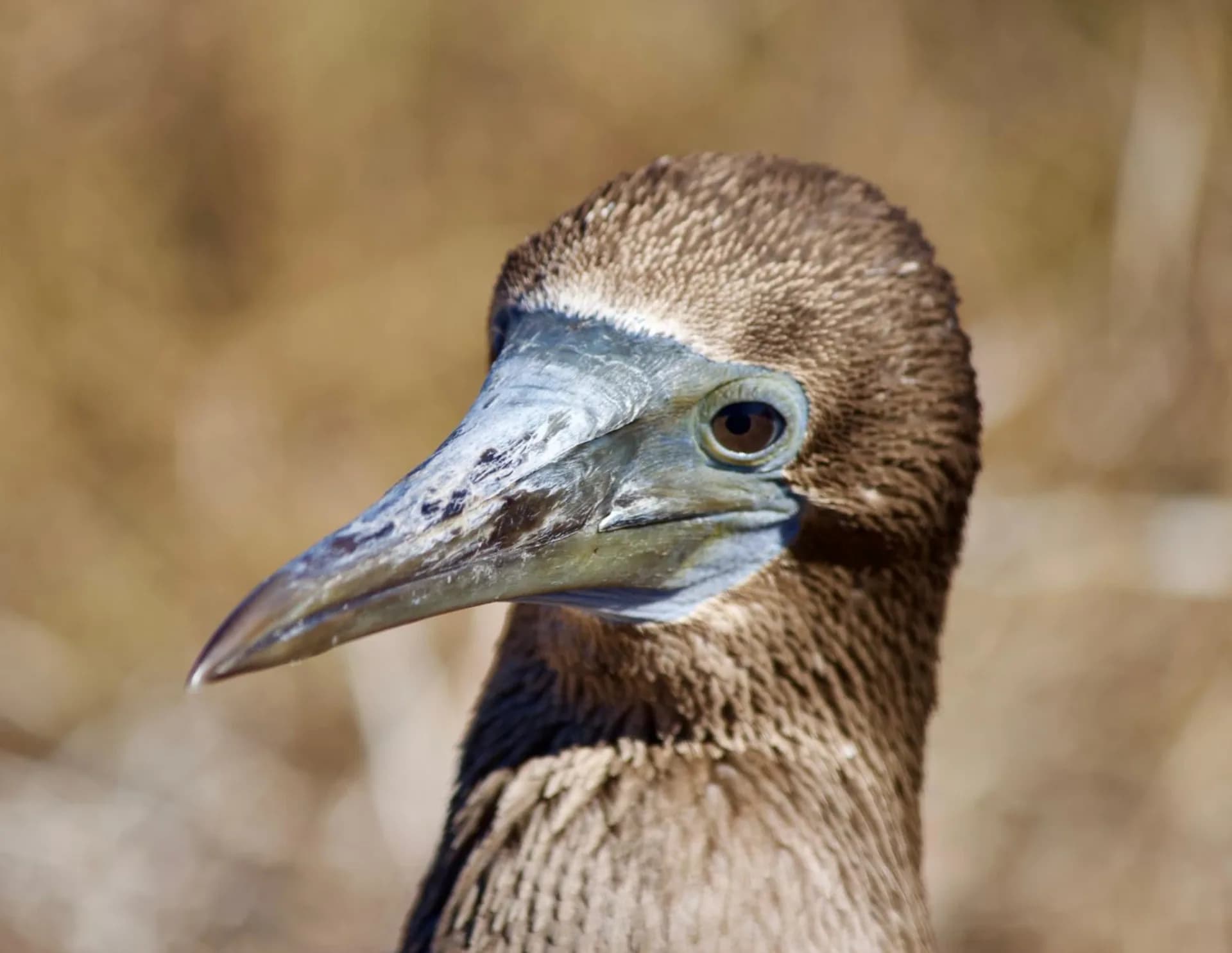 14 Day Galápagos 8 Island Hopping Tour