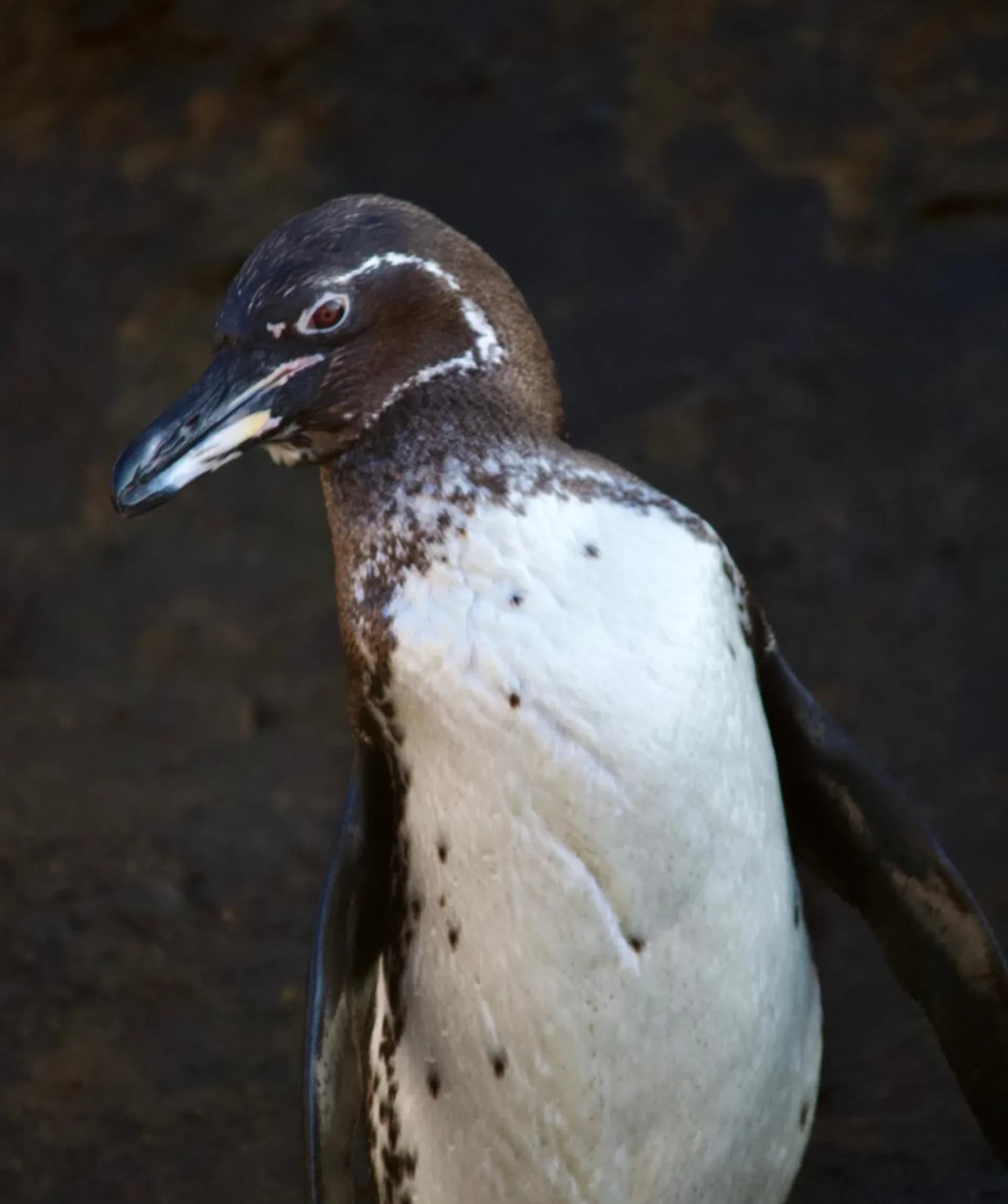 15 Day Galápagos 9 Island Hopping Tour