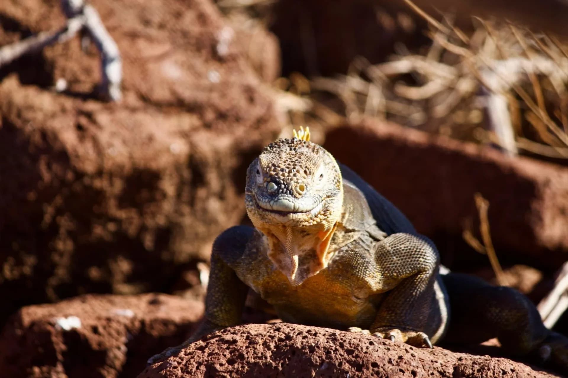 7 Day Galápagos 2 Island Hopping Tour