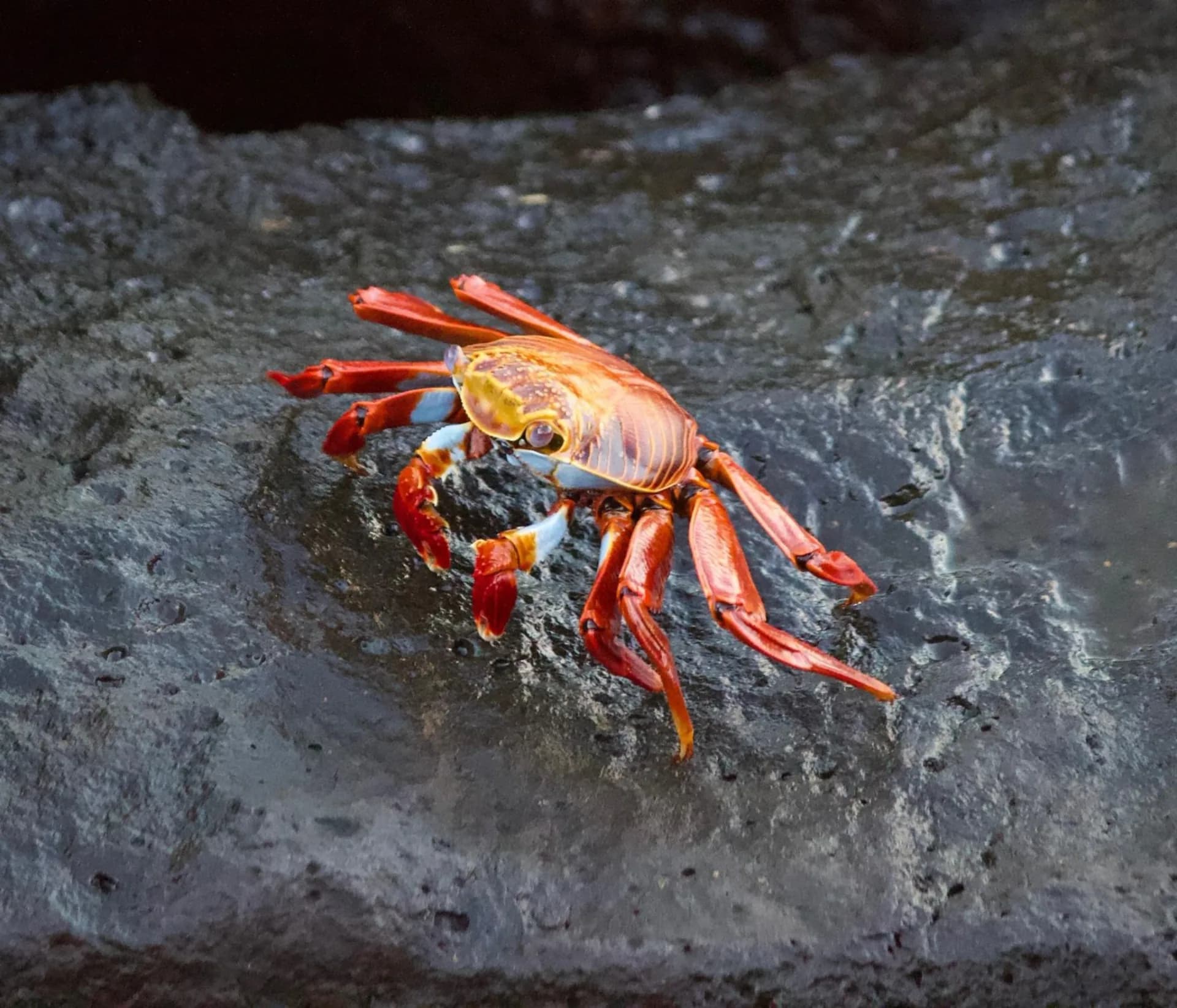 4 Day Galápagos 2 Island Hopping Tour